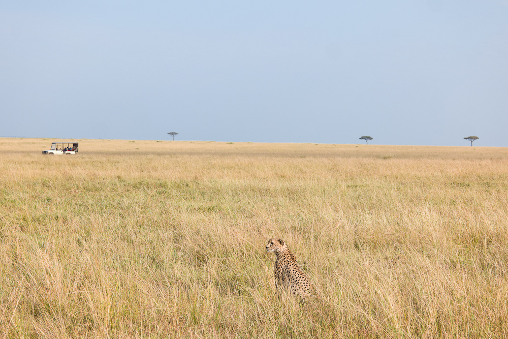 mara